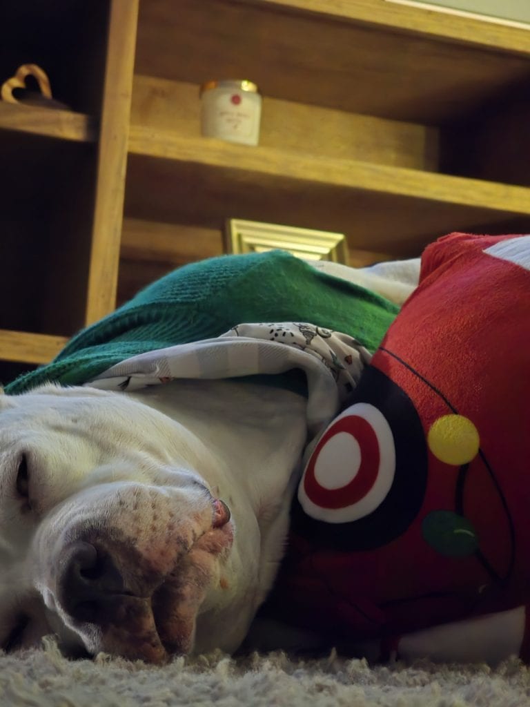 Dog sleeping with colorful pillow indoors