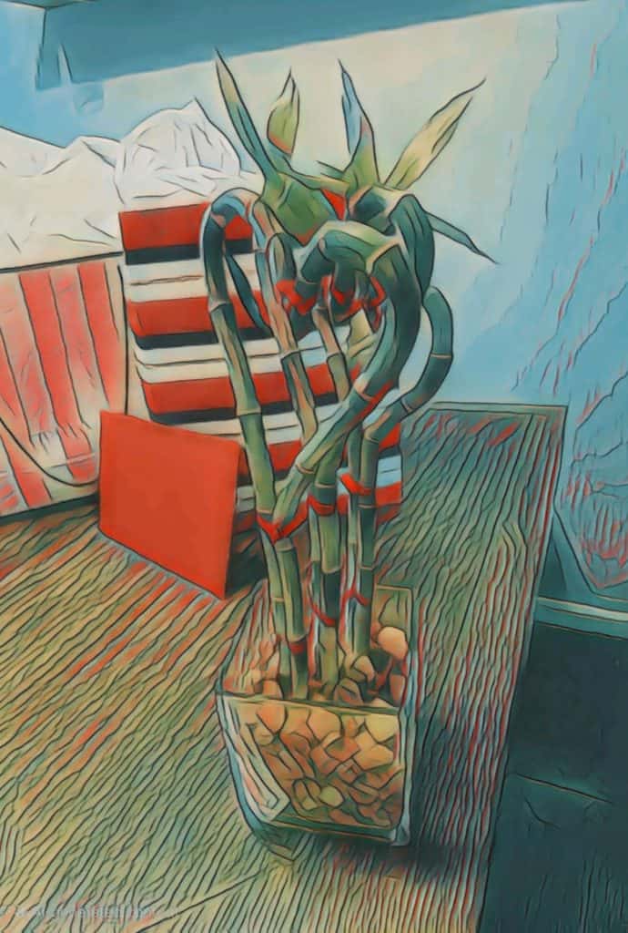 Lucky bamboo in a decorative vase on table